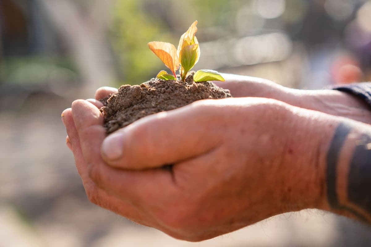 Hands gently holding a young plant growing in soil