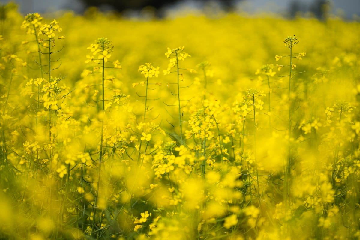 Yellow mustard flowers blooming in a field in Punjab, India